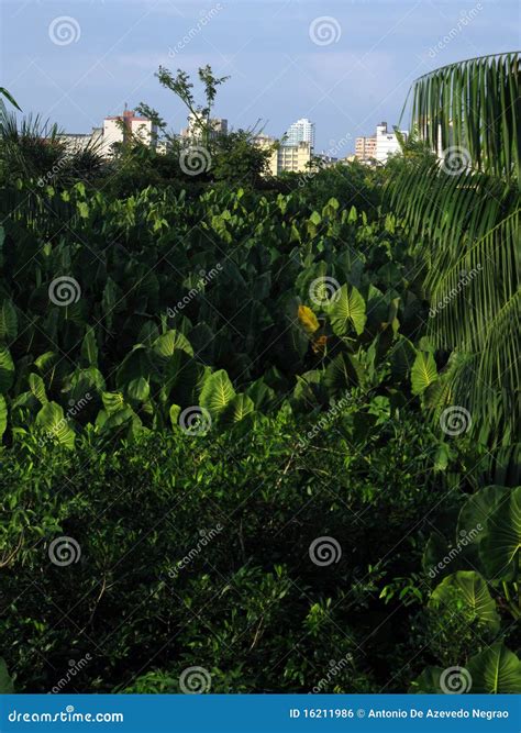 City in vegetation stock photo. Image of forest, garcas - 16211986