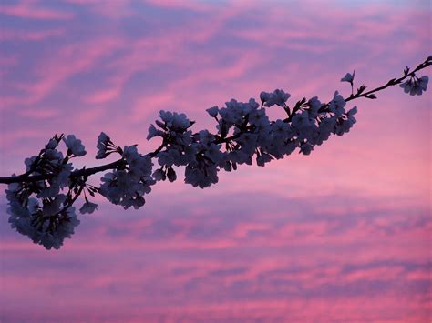 Via My Viewfinder: Purple Sunrise