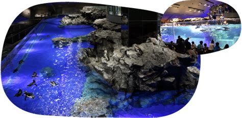 Floor Guide｜sumida Aquarium In Tokyo Skytree Town － Official Site