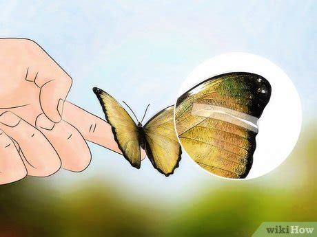 how to care for butterflies