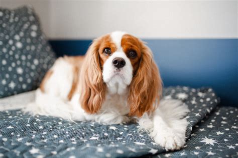 How Long Do Cavalier King Charles Spaniels Live Spaniel Advisor