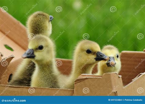 Toulouse Goslings In A Box Stock Photo Image Of Breed 69722484