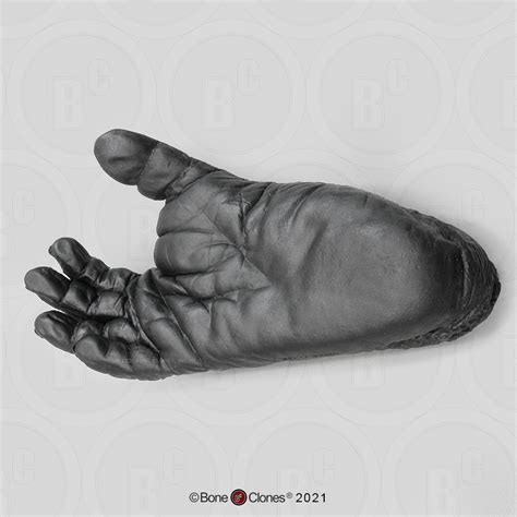 Chimpanzee Foot (Life Cast) - Bone Clones - Osteological Reproductions