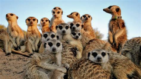 Best Safaris For Meerkat In South Africa 17 Sightings Expert Africa