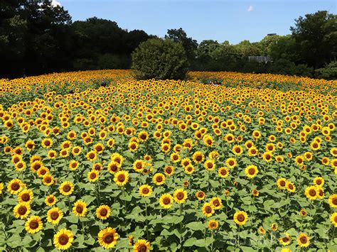 【動画】長居植物園で「ひまわりウィーク」開催中 15000株のひまわり畑が見頃 Osaka Style