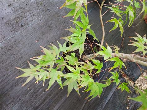 Acer palmatum "Osakazuki" - Woodgrow Horticulture