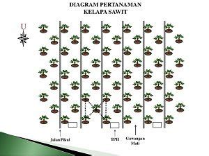 Cara Menanam Sawit Mata Lima Ujian