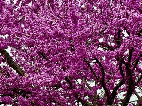 15 Beautiful Flowering Ornamental Trees for USDA Zone 5