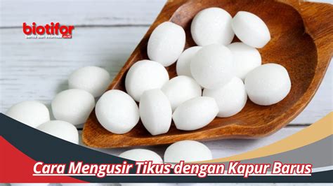 Cara Mengusir Tikus Dengan Kapur Barus Sangat Mudah