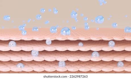 Education Chart Sex Cell Division Meiosis 库存插图 2257418205 Shutterstock