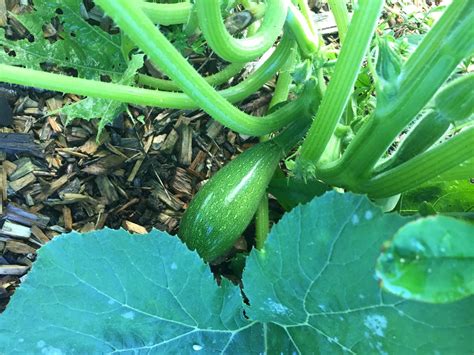 Saison De La Courgette Quand La Manger Quels Bienfaits