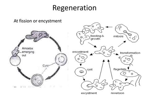 Sexual Reproduction In Protozoa