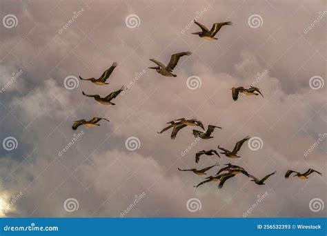 Bird Flying In The Sky During Sunset Stock Image Image Of Flight