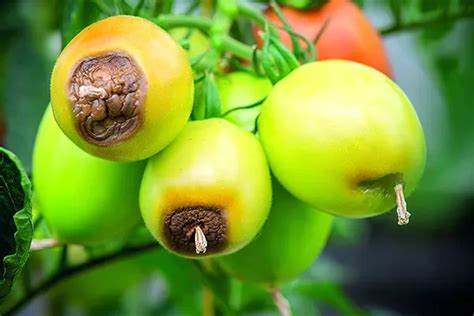 Preventing Tomato Blossom End Rot With Epsom Salt Artofit