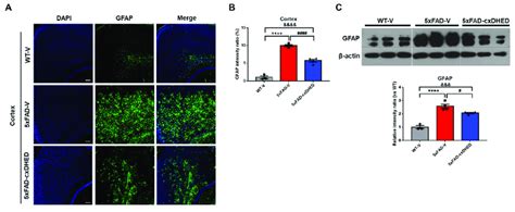 Cx Dhed Reduced Astrogliosis In The Brain Of Xfad Mice A