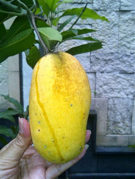 Jual Bibit Tanaman Buah Mangga Chokanan Di Lapak Hgs Kipli Suf