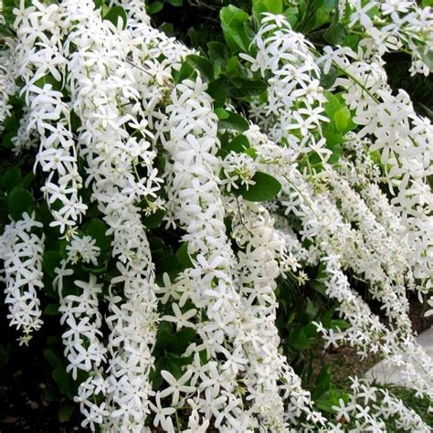 Petrea white flower plant/ rare plants - TOF GARDENS