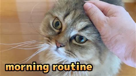 Catモーニングルーティン 31 Morning Routine YouTube