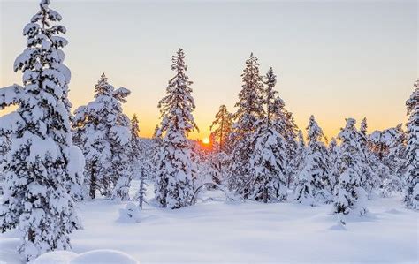 Hoar frost snowy winter - Online Jigsaw Puzzles