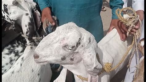 Wednesday Shahpur Kanjra Mandi Update 25 August 2021 Goats For