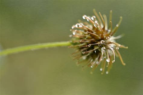 Vroege Vogels Foto Planten Geel Nagelkruid