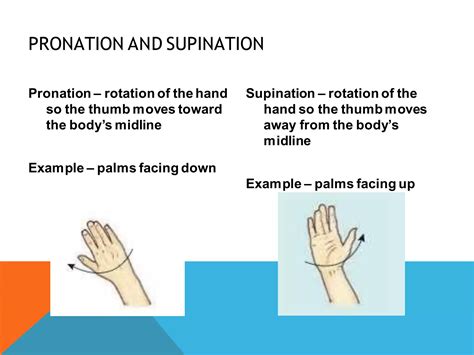 Terminology Of Movement In Anatomy Flexion Extension Hyperextension