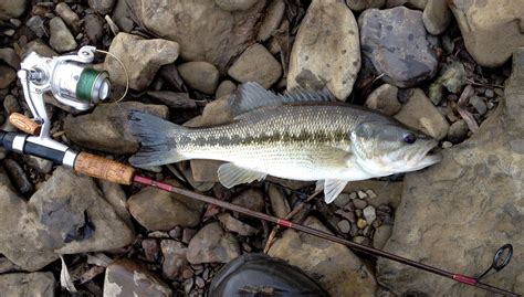 Spotted Bass Micropterus Punctulatus Fish Spotted