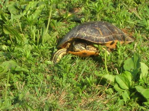 Snug Harbor Bay: Turtle Eggs