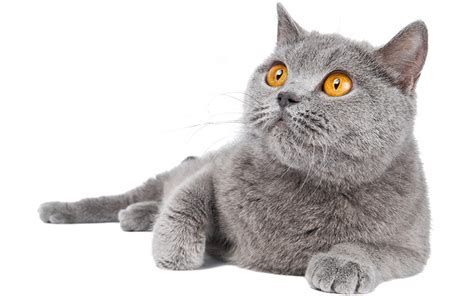 British Blue Cat - A Complete Guide to the British Shorthair Blue