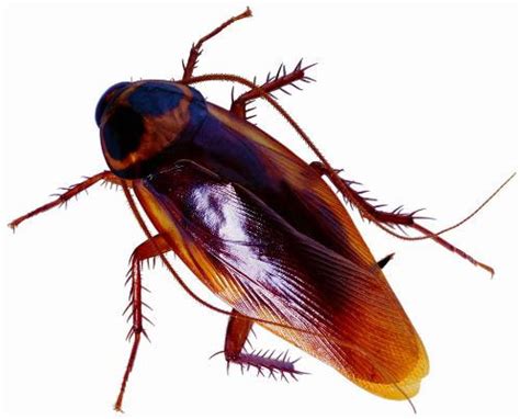 Paradise Pest Control says Gut Bugs Affect Cockroach Feces