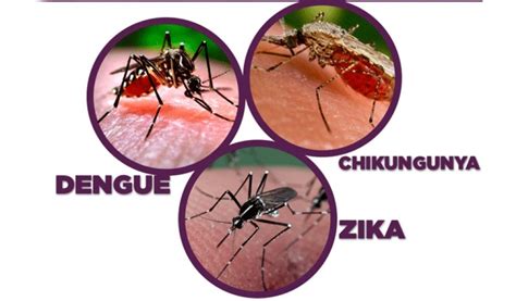 Recomendaciones Para Evitar El Contagio De Dengue Chikungunya Y Zika