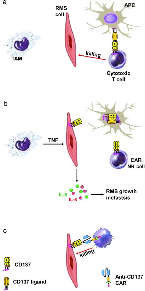 Schematic Diagram Illustrating The Proposed Role Of Cd In Rms A