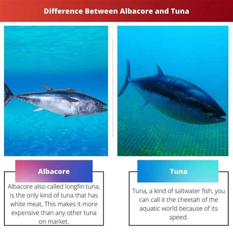 Albacore Vs Tuna Difference And Comparison