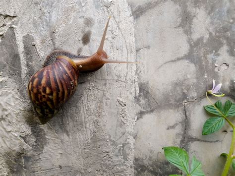 Download free photo of Snail,bekicot,keong,siput,garden - from needpix.com