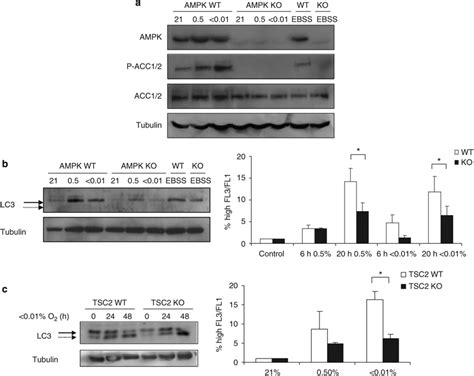 AMPK TSC2 Pathway Is Involved In Hypoxia Induced Autophagy A