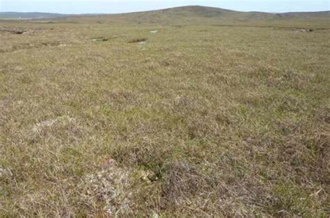 Breeding Whimbrel habitat characteristics in Shetland - British Ornithologists' Union