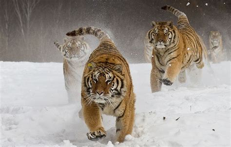 Laufendes Tiger Hintergrundbild HD