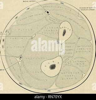 Anatomie descriptif et appliquée L anatomie La région RADIAL 491