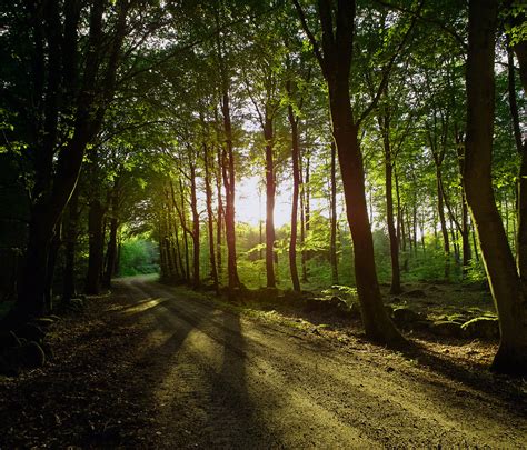 Sunset Forest 5914 15 Stitched Panorama Ulf Bodin Flickr