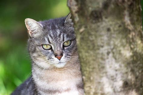 How to Prevent and Remove Ticks on Cats | Daily Paws