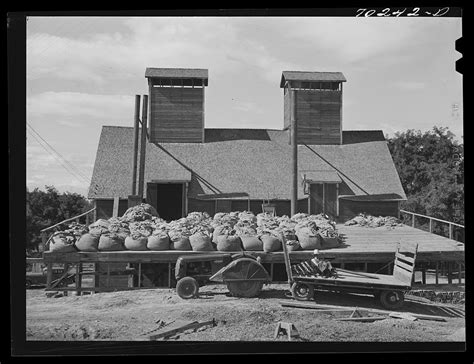 Kiln Sacked Green Hops Foreground Free Photo Rawpixel