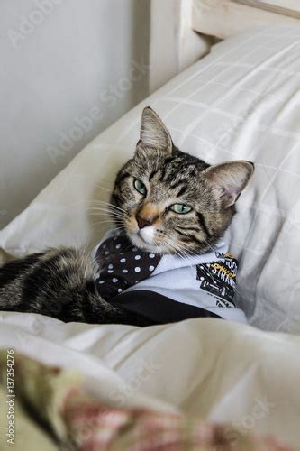 Cute Cat Tabby Wearing Pajamas Was Asleep On The Bed Stock Photo And