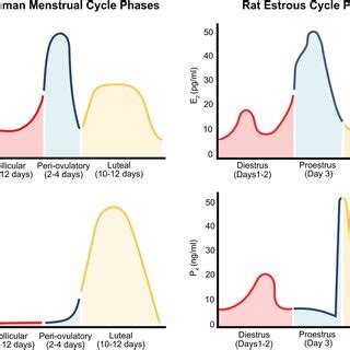 The Human Menstrual Cycle And Rat Estrous Cycle The Human Menstrual