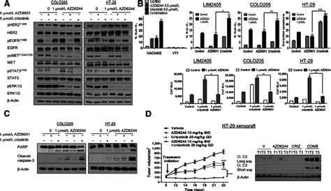 Combined C Met And Mek Inhibition Results In Apoptosis In Braf Mt In Download Scientific