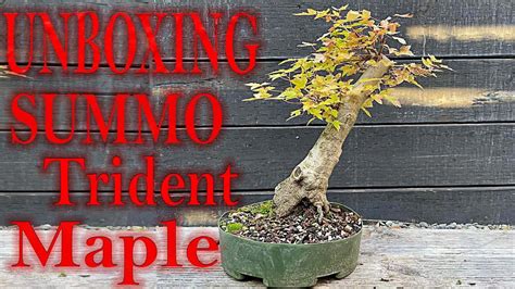 Unbox Of A Trident Maple How To Safely Repot Bonsai Plant With No