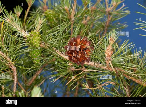 Pinos Silvestres Pino Silvestre Pinus Sylvestris Rama Con Yung Y