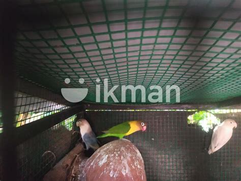 African Love Birds For Sale In Matara City Ikman