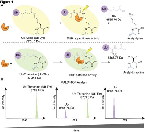 Maldi Tof Based Methodology For Profiling Dub Isopeptidase Esterase