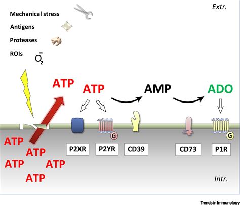 Purinergic Signaling During Immune Cell Trafficking Trends In Immunology