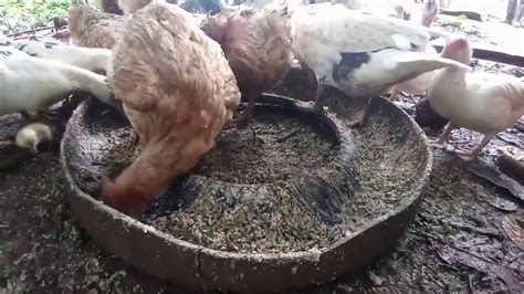 Madre De Agua At Darak Pagkain Ng Mga Manok At Pato Sa Bukid Youtube